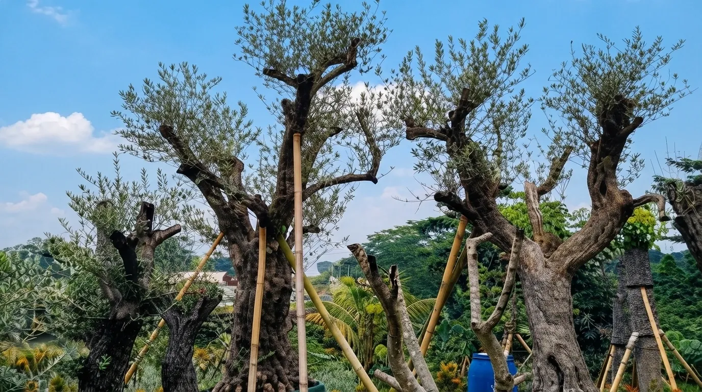 Pohon zaitun dengan penyangga bambu di bawah langit biru