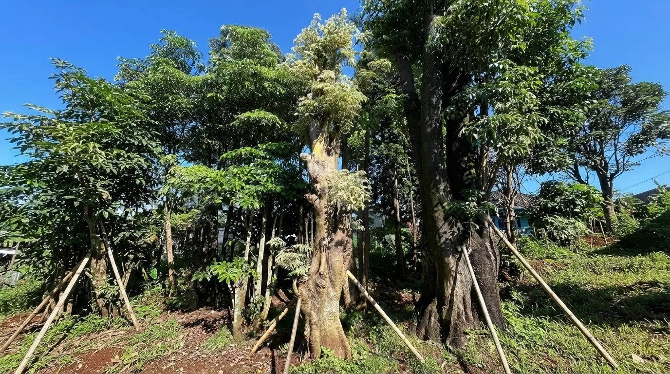 Batang pohon tinggi dengan penyangga kayu